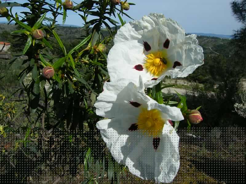 Esteva-cistus ladanifer.JPG